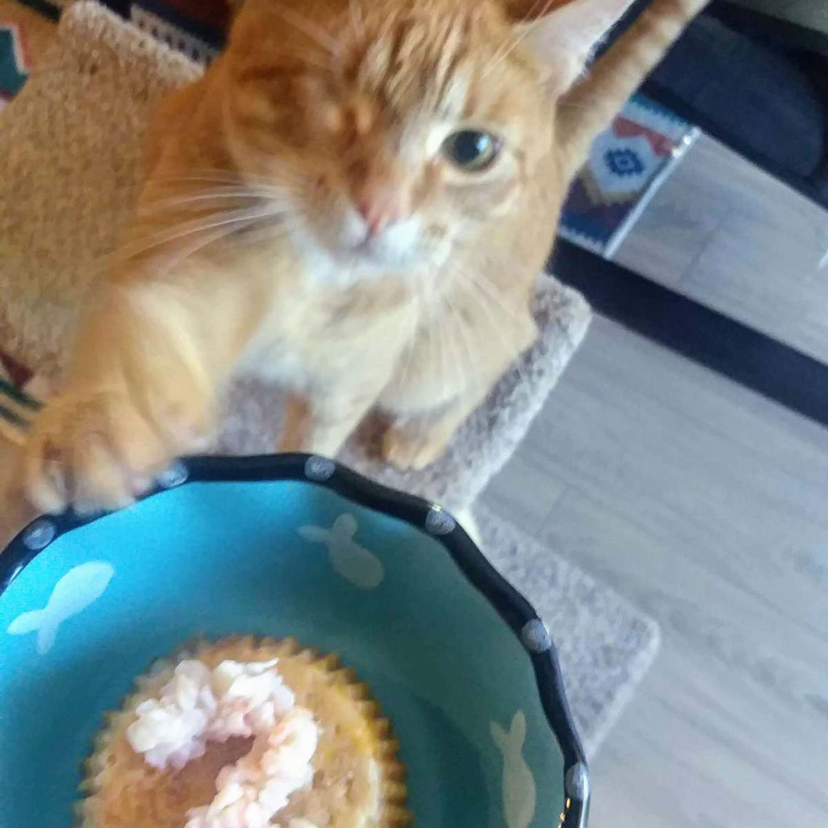Easy Tuna Birthday Cake Recipe for Cats