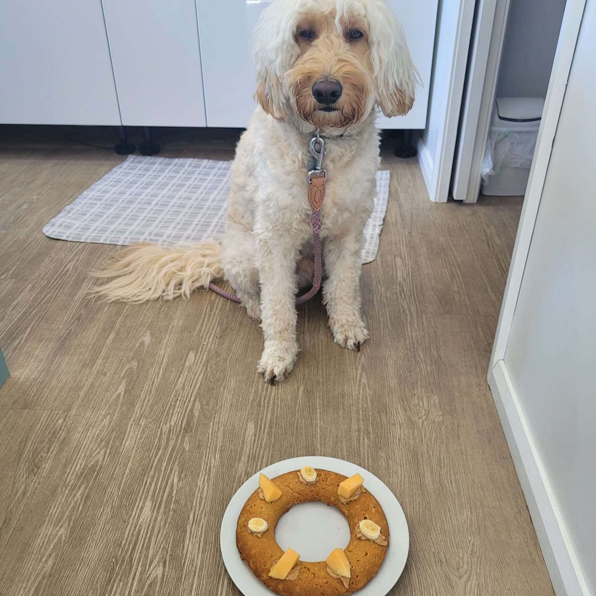 Easy Homemade Dog Birthday Cake Recipe