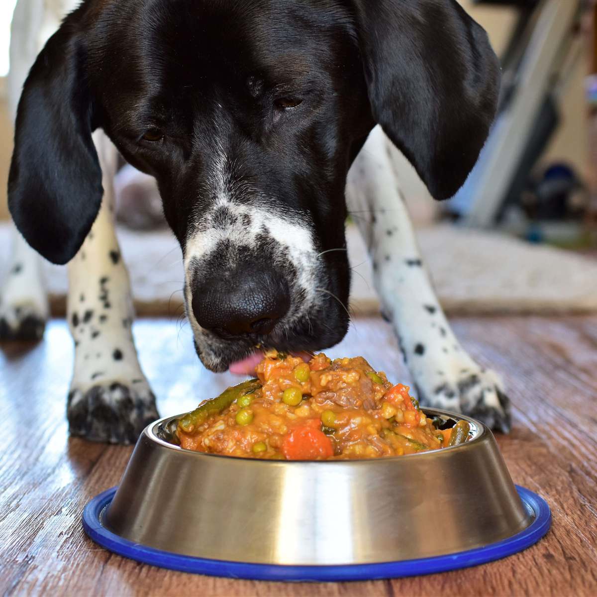 DIY Dog Food Recipe: Healthy Meat & Veggie Blend