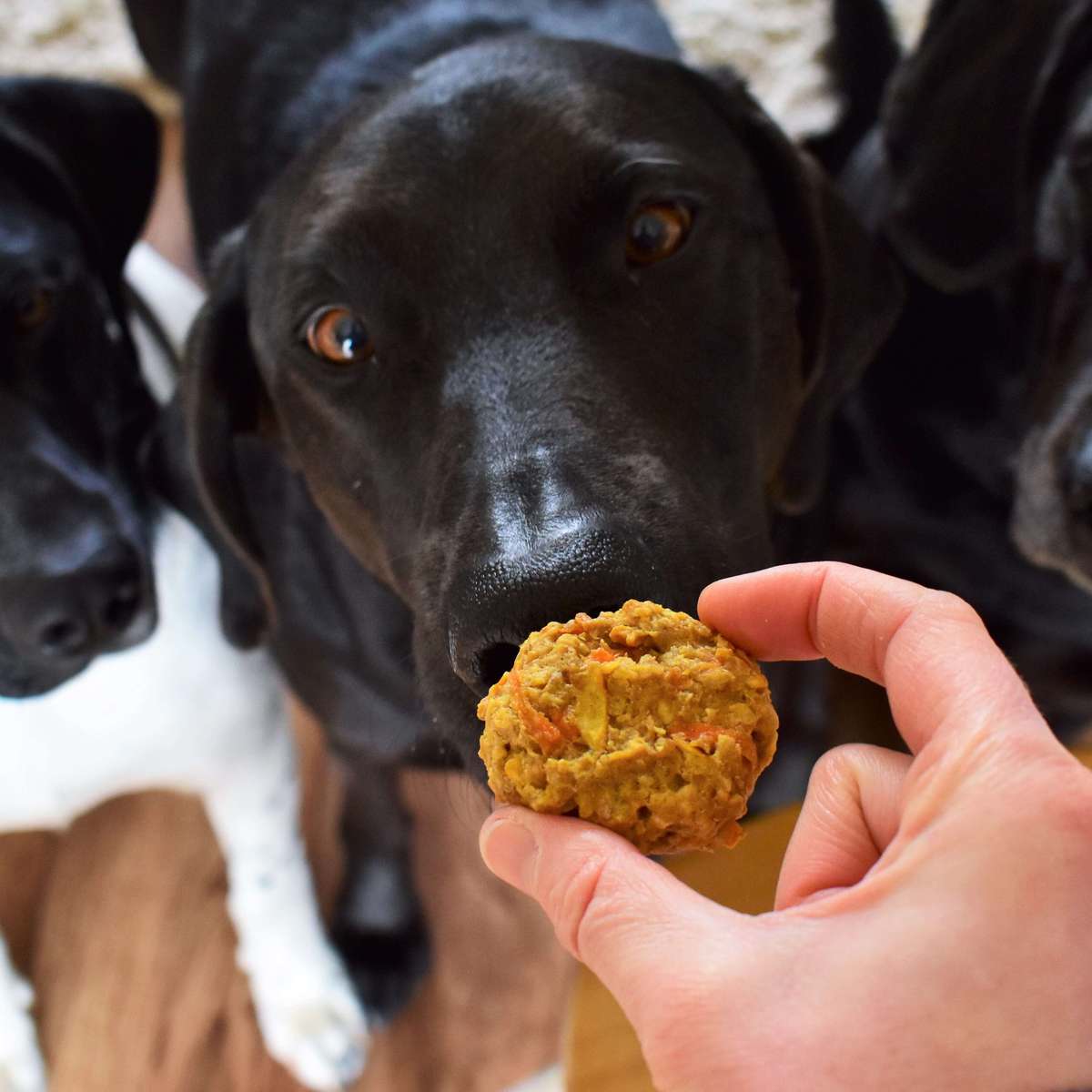 Easy Homemade Dog Treats Recipe